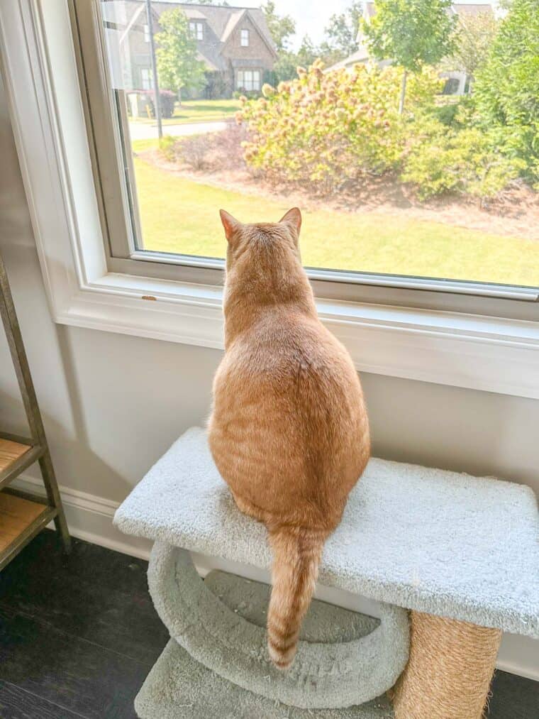 orange cat sitting on a tower looking out the window
