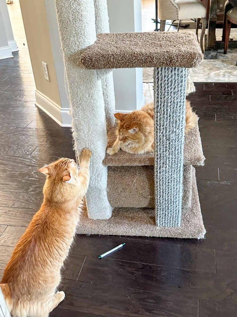 orange cats playing on a cat tower