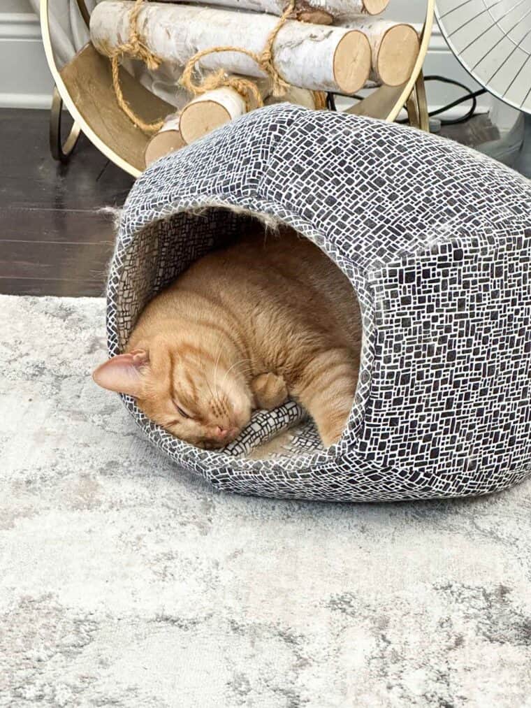cat sleeping in cat ball bed