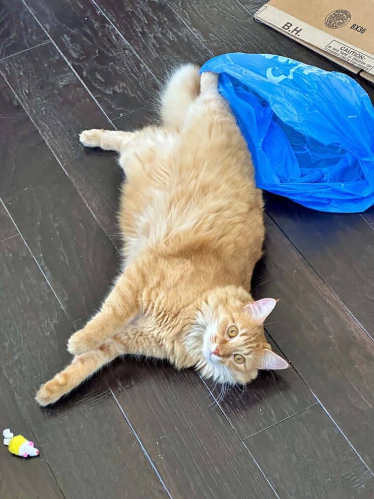 cat laying on the floor playing with a mouse and grocery bag