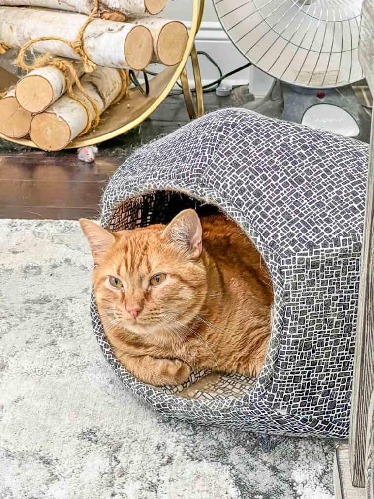 orange cat in a cat ball bed