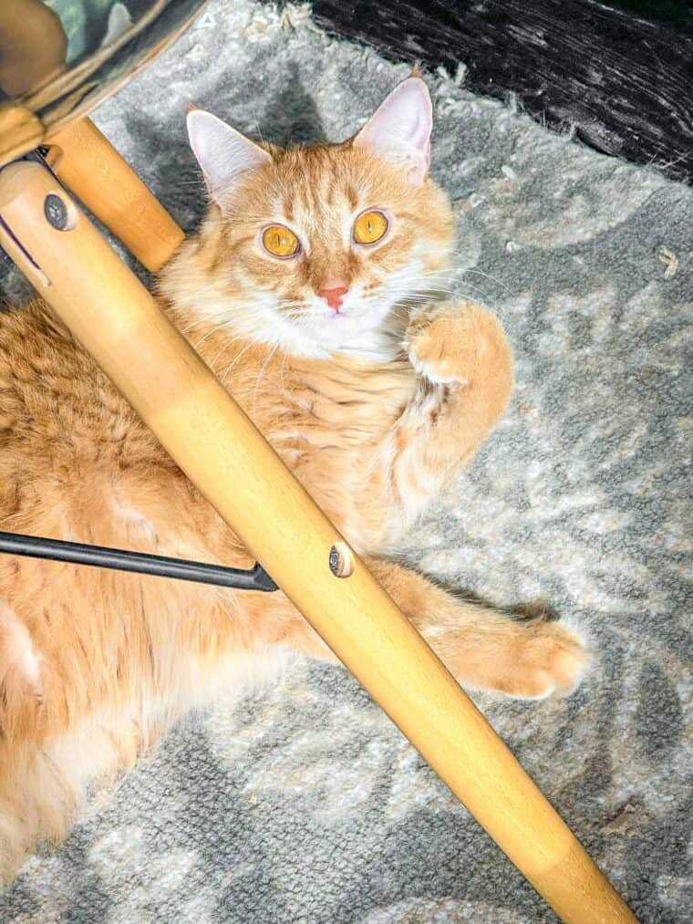 orange cat laying on a rug under a chair