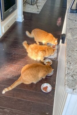 3 orange cats eating breakfast