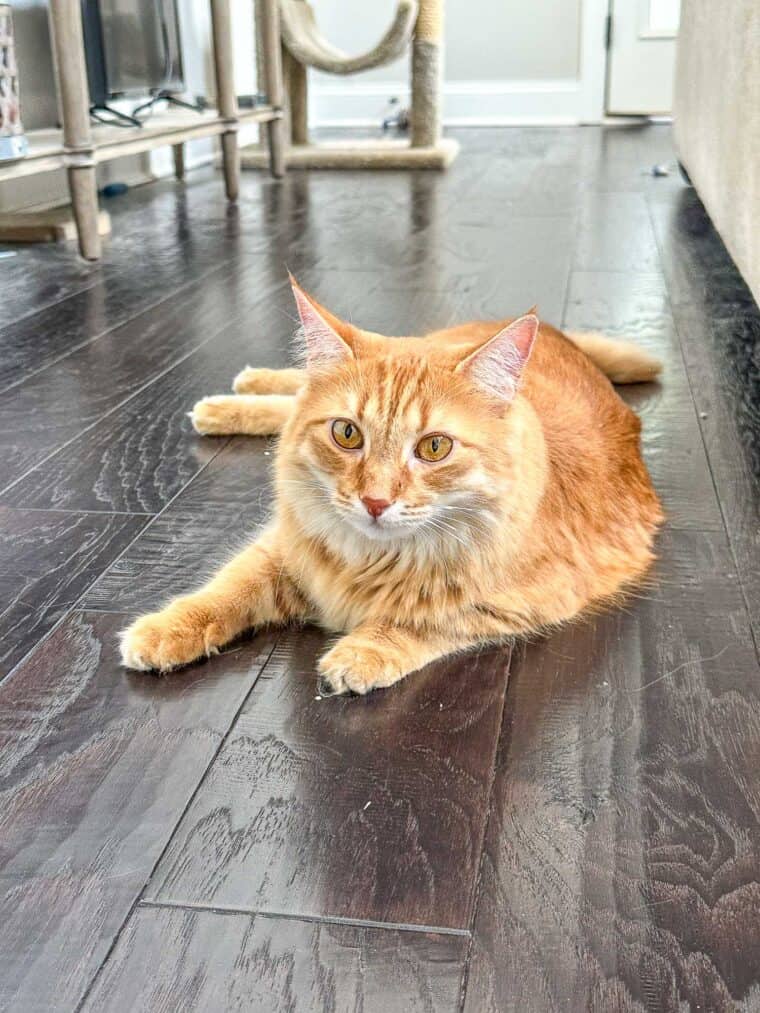 orange cat on the floor