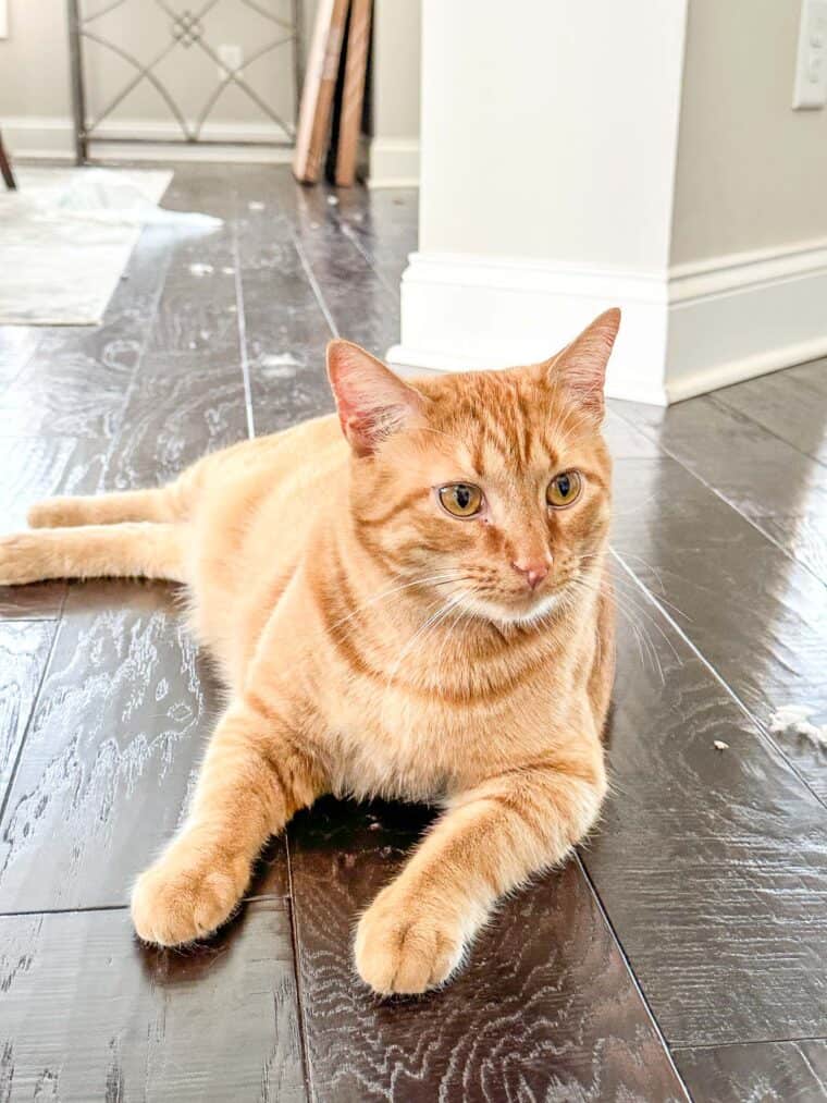 orange cat on the floor