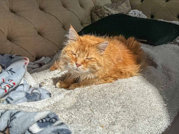orange cat on a blanket on the sofa