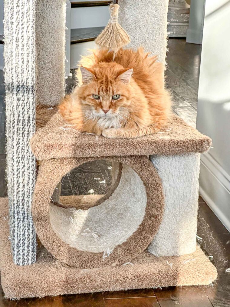orange cat on the cat tower