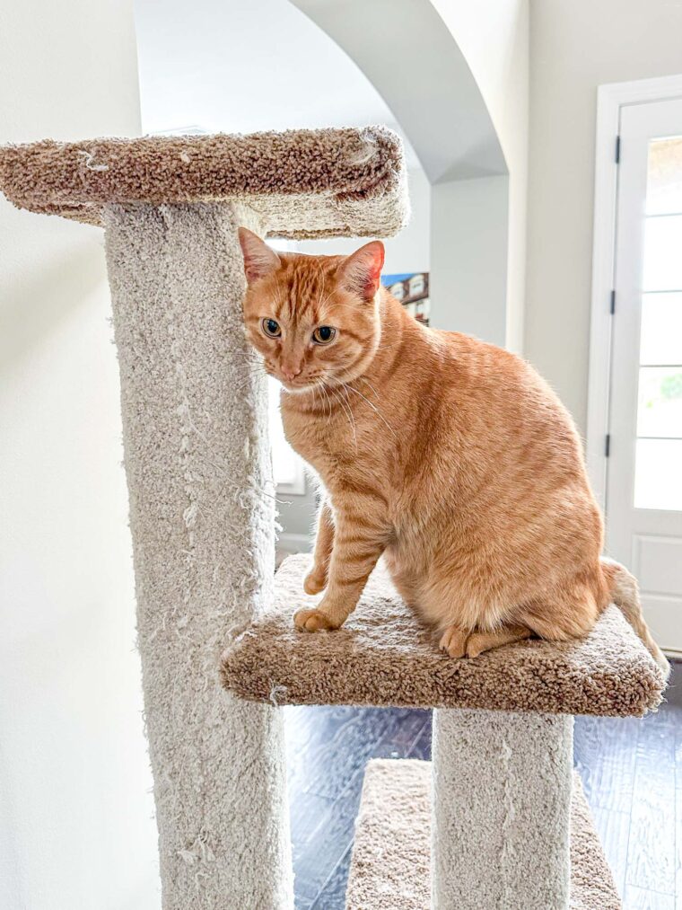orange cat on cat tower