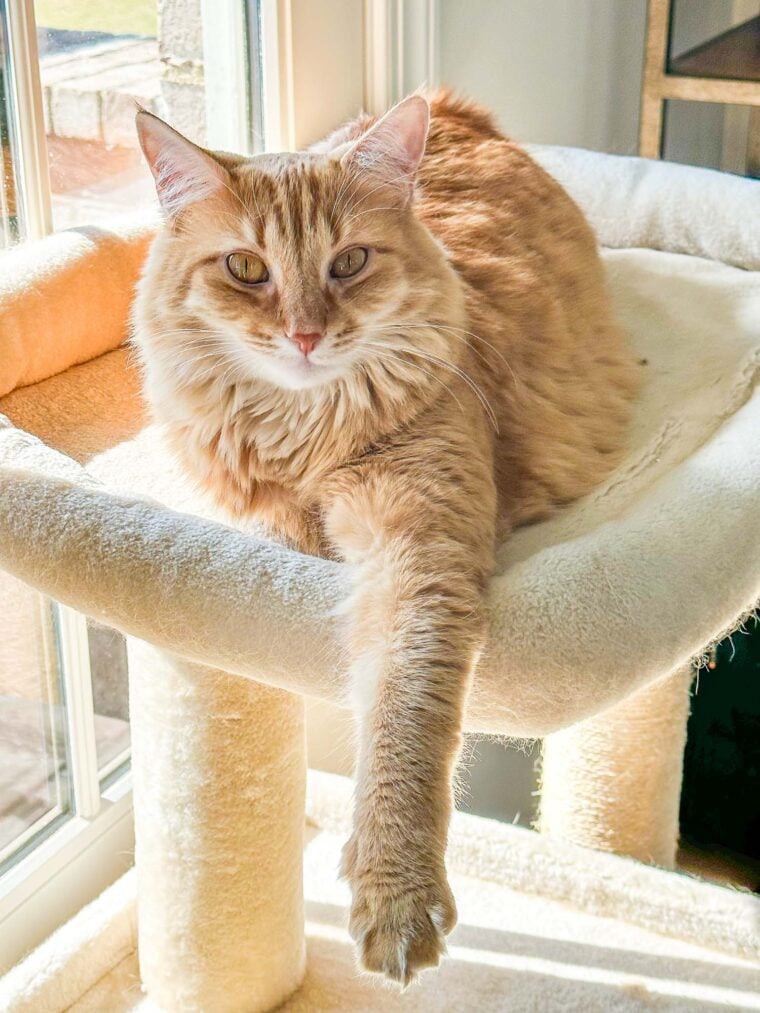 orange cat in a cat tower