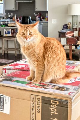 orange cat sitting on a box