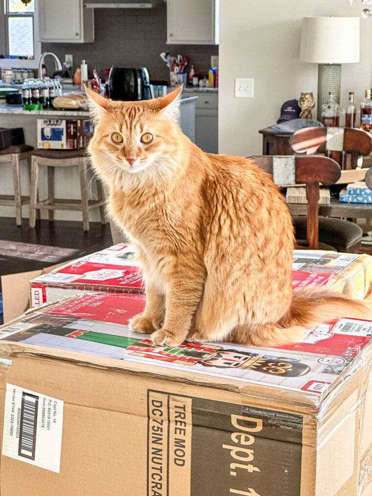 orange cat sitting on a box