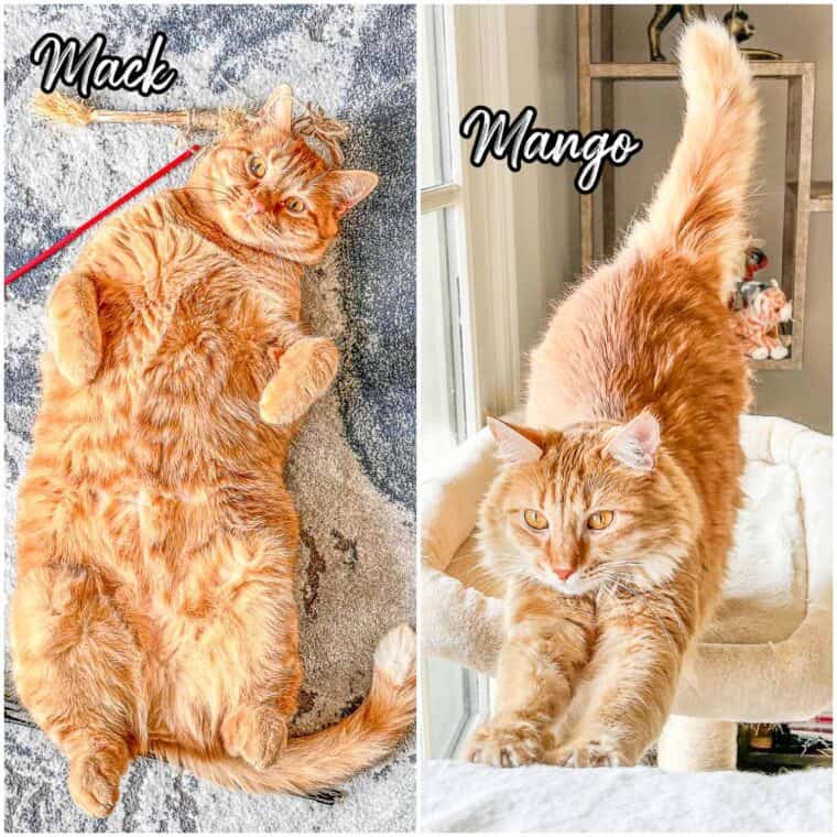 collage of two orange cats
